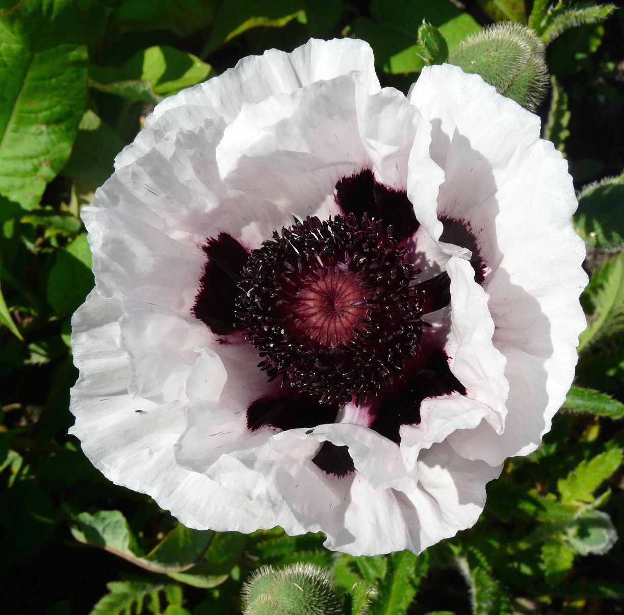 Papaver orientale 'Perry's White'